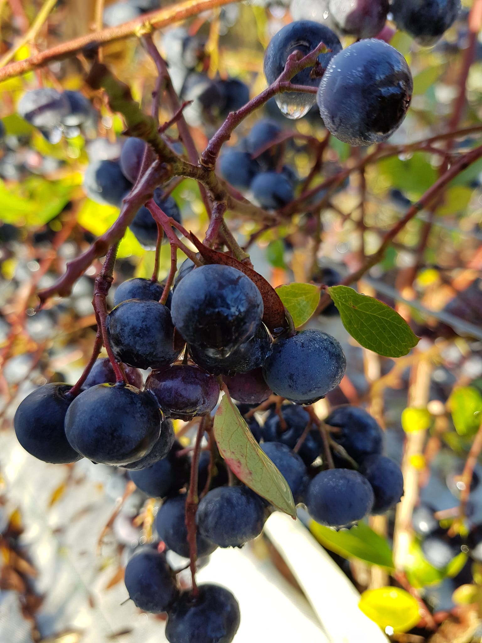 Blueberries & Apples 